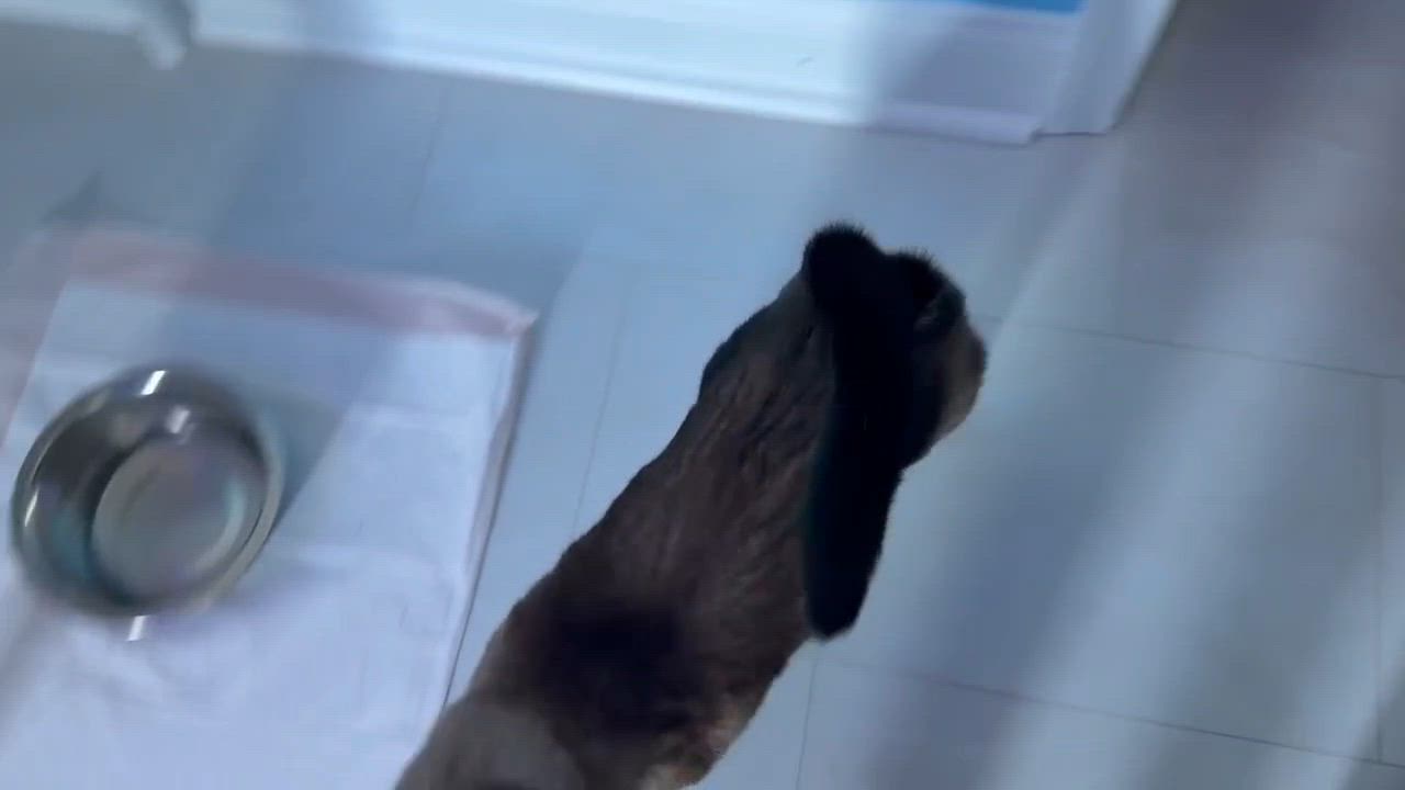 Enlarge Super Nova, an adopted Siamese in Fairborn, OH video 4/4