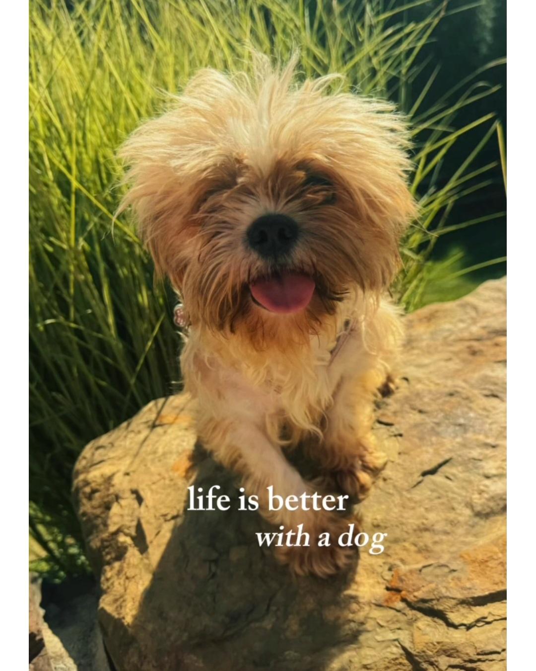 Goldie, Adopted, Adult Female Lhasa Apso & Yorkie Poo.