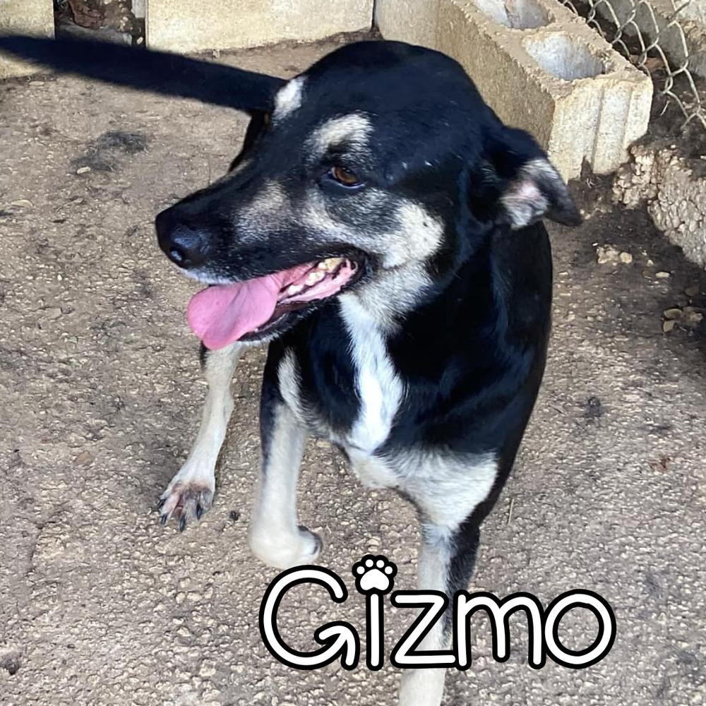 Gizmo - 25301, Adoptable, Adult Male Shepherd.