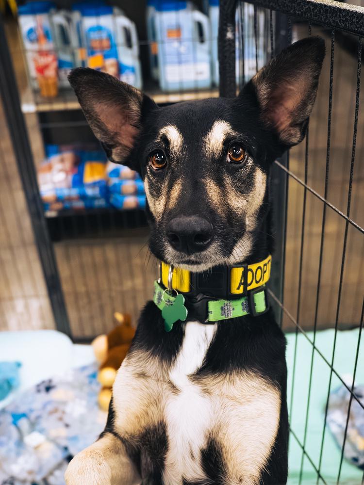 Enlarge AAD Featured Dog!  Gizmo - 25301, a Adoptable mixed breed in Armonk, NY image 2/4