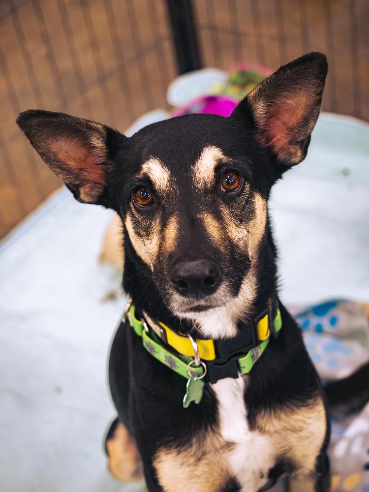 Enlarge AAD Featured Dog!  Gizmo - 25301, a Adoptable mixed breed in Armonk, NY image 3/4