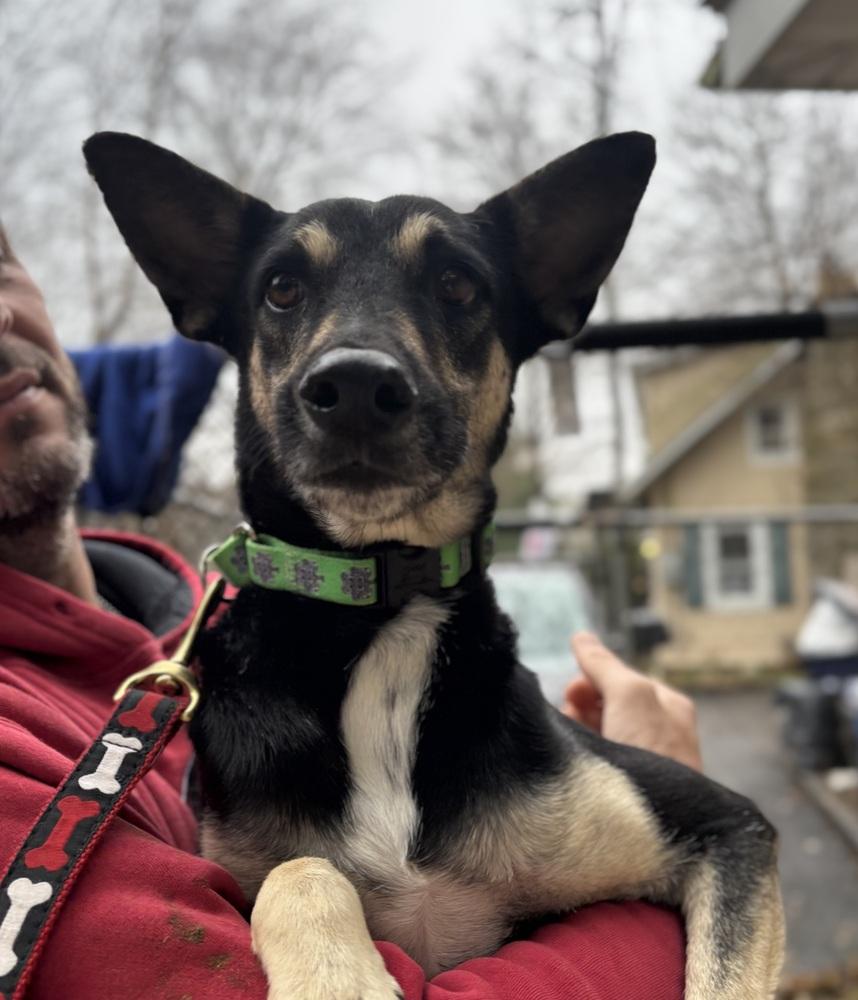 Gizmo - 25301, a Adoptable mixed breed image 2/2