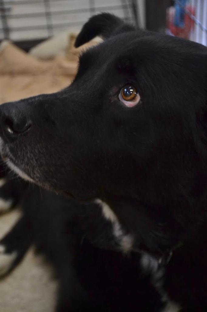 Buddy, a Adoptable mixed breed in Heber City, UT image 1/3
