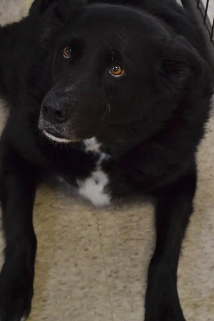 Buddy, a Adoptable mixed breed in Heber City, UT image 2/3