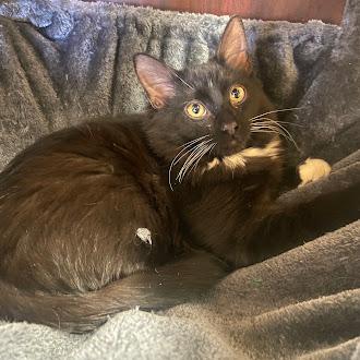 Enlarge Espresso, an adopted Domestic Medium Hair in Germantown, TN image 1/1