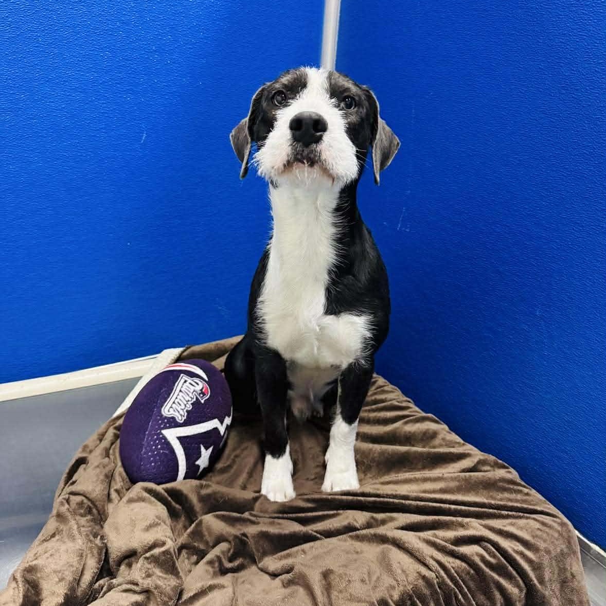 Enlarge Goose, a ADOPTABLE mixed breed in Fort Collins, CO image 6/6