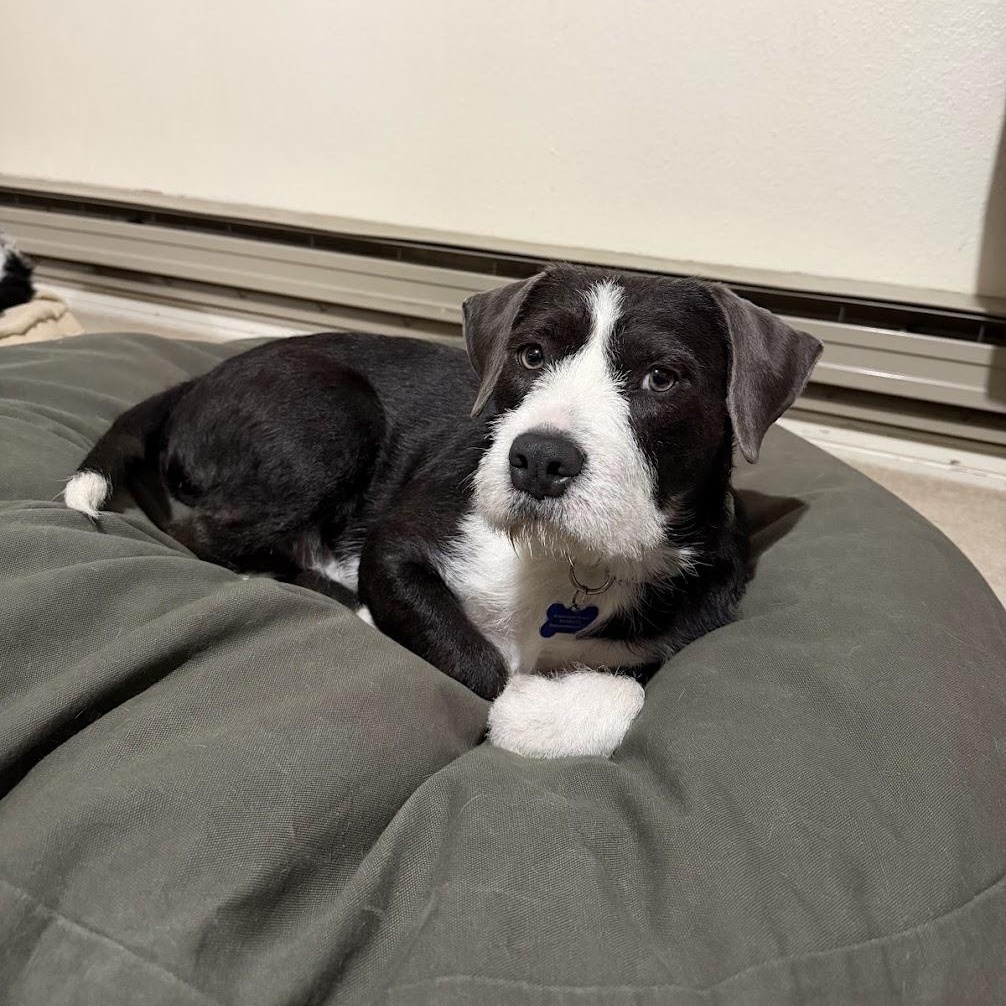 Enlarge Goose, a ADOPTABLE mixed breed in Fort Collins, CO image 1/6