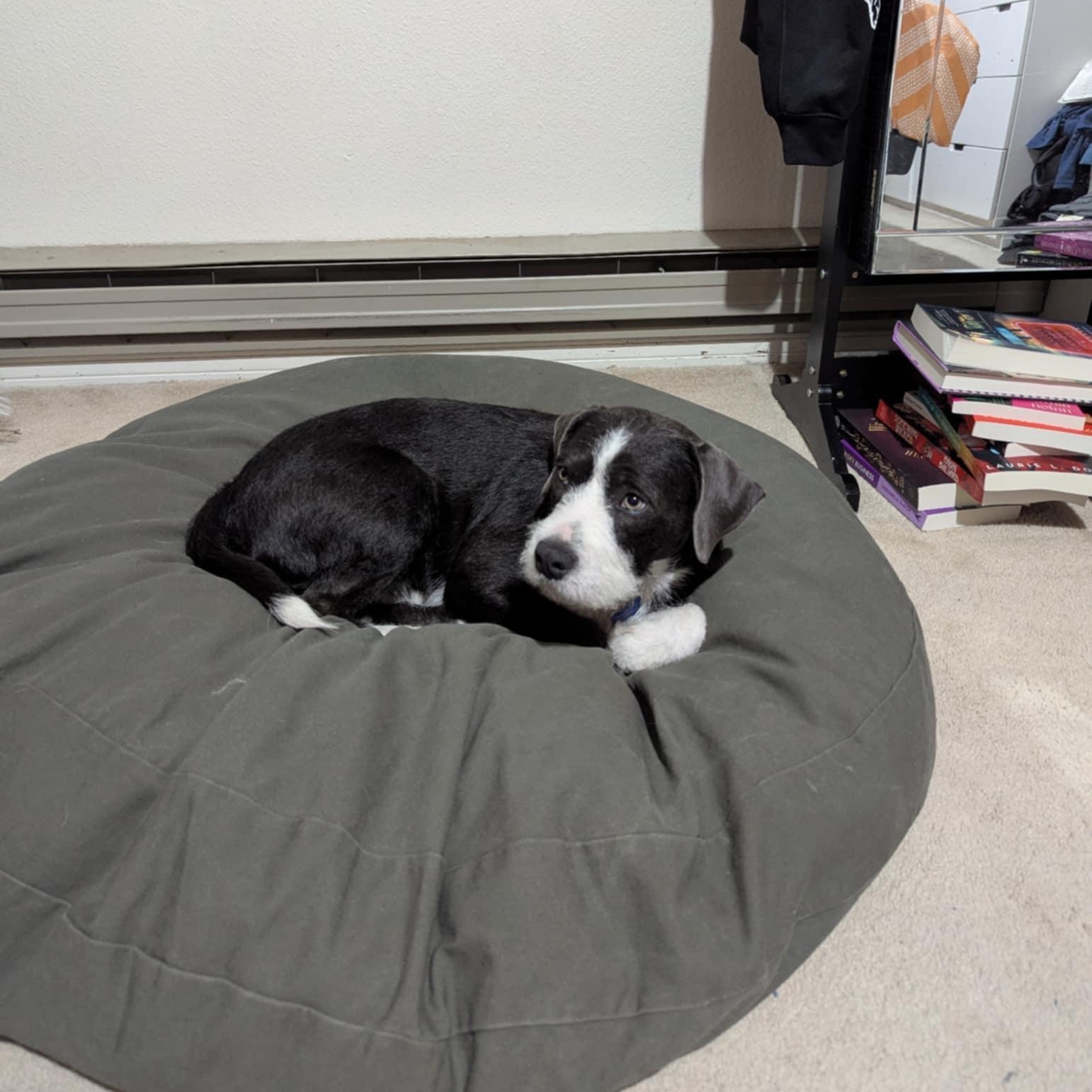 Enlarge Goose, a ADOPTABLE mixed breed in Fort Collins, CO image 5/6