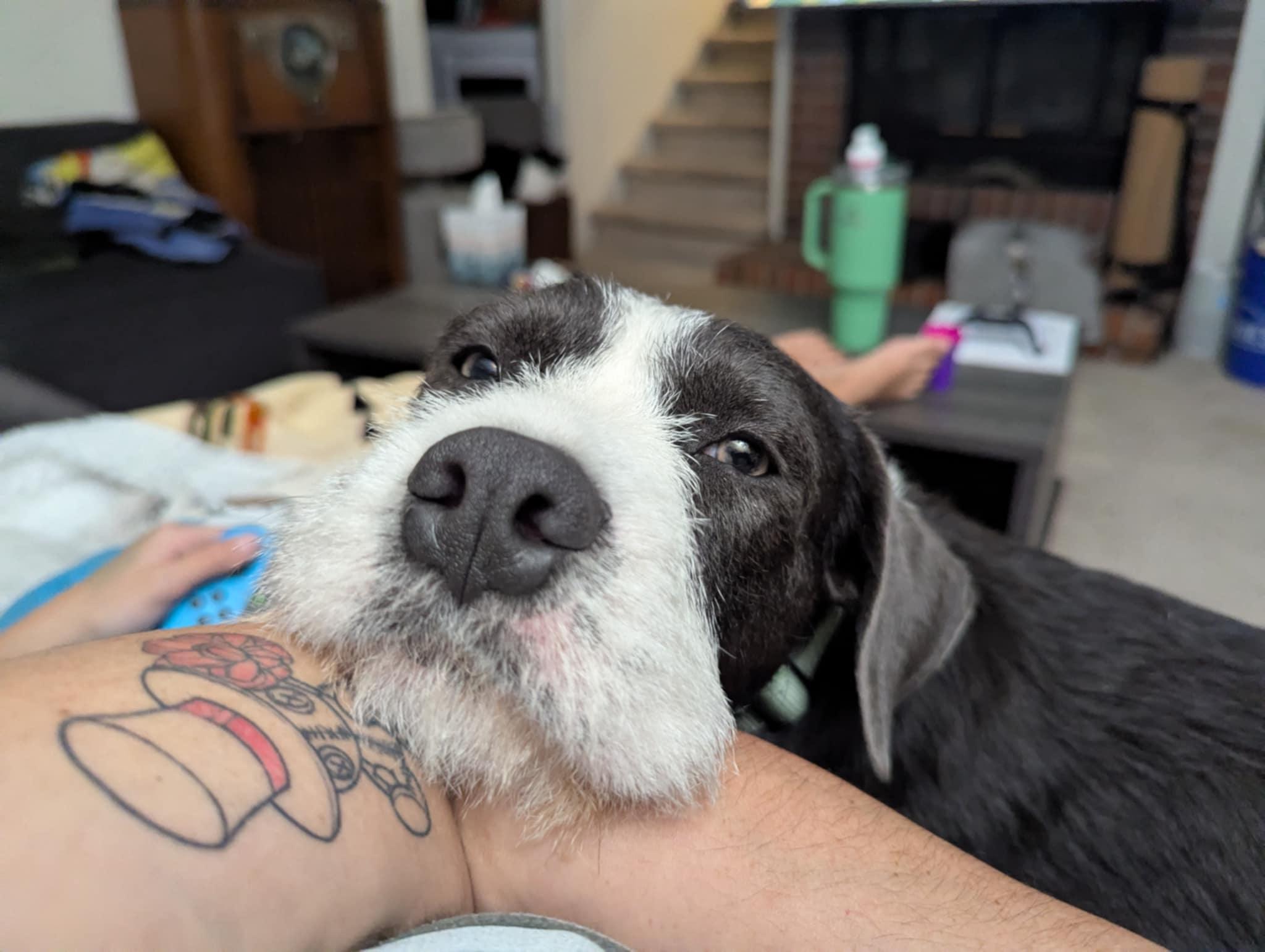Enlarge Goose, a ADOPTABLE mixed breed in Fort Collins, CO image 3/6