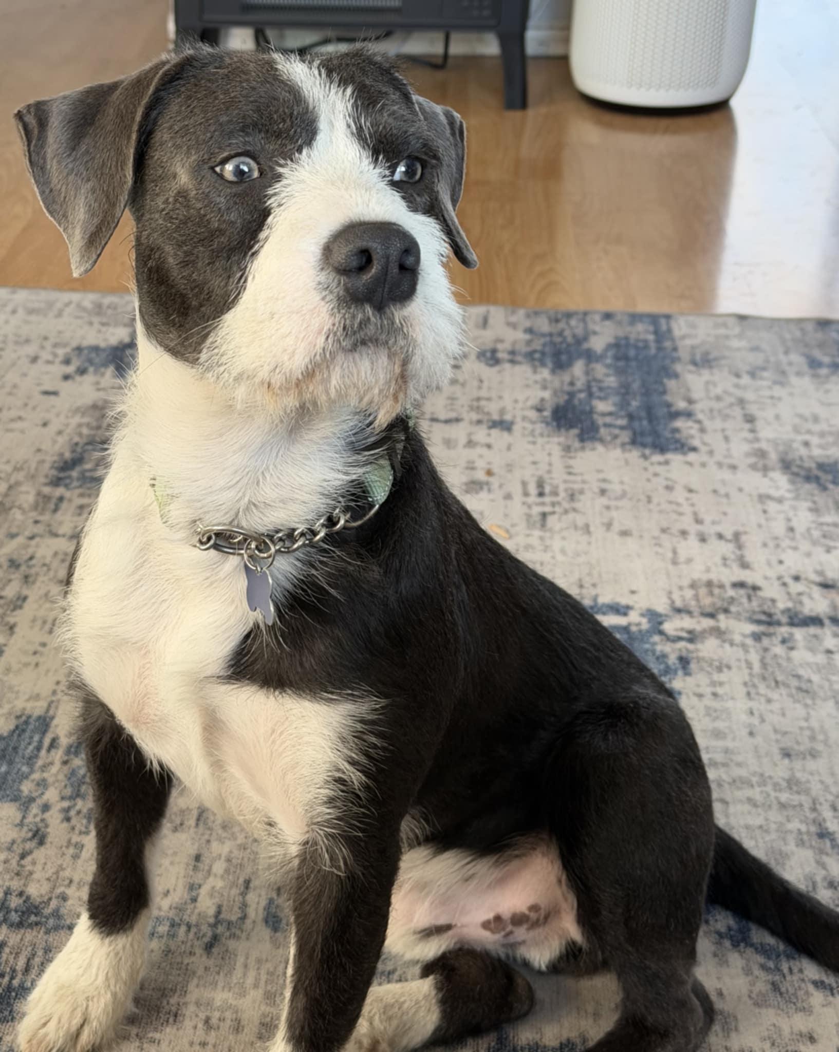 Enlarge Goose, a ADOPTABLE mixed breed in Fort Collins, CO image 2/6
