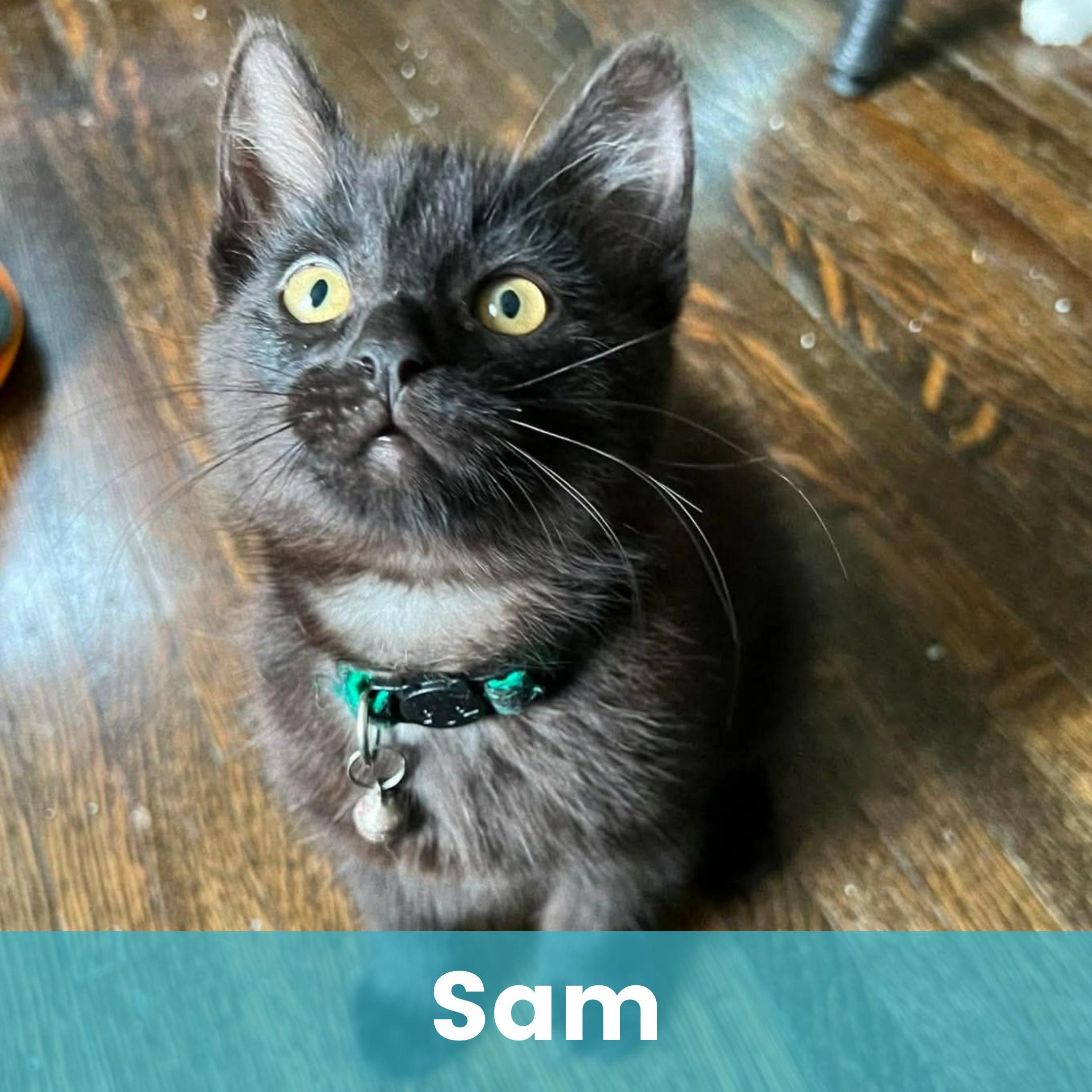 Enlarge Sam, a ADOPTABLE Domestic Short Hair in Rochester , NY image 1/6