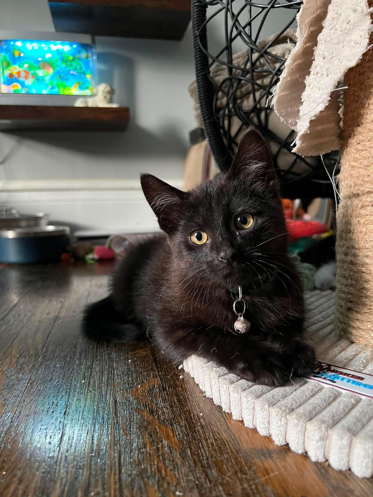 Enlarge Sam, a ADOPTABLE Domestic Short Hair in Rochester , NY image 2/6