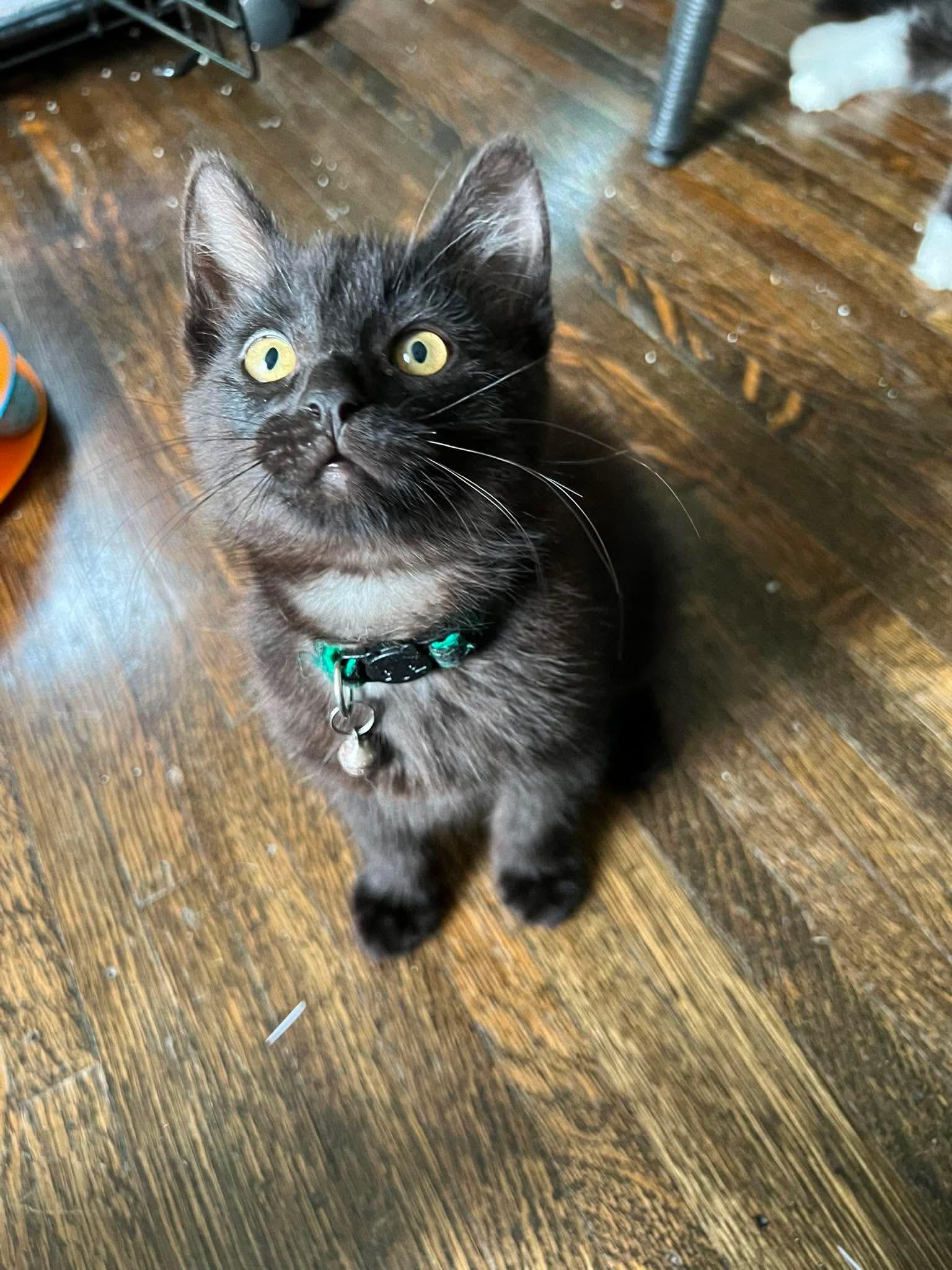Enlarge Sam, a ADOPTABLE Domestic Short Hair in Rochester , NY image 4/6