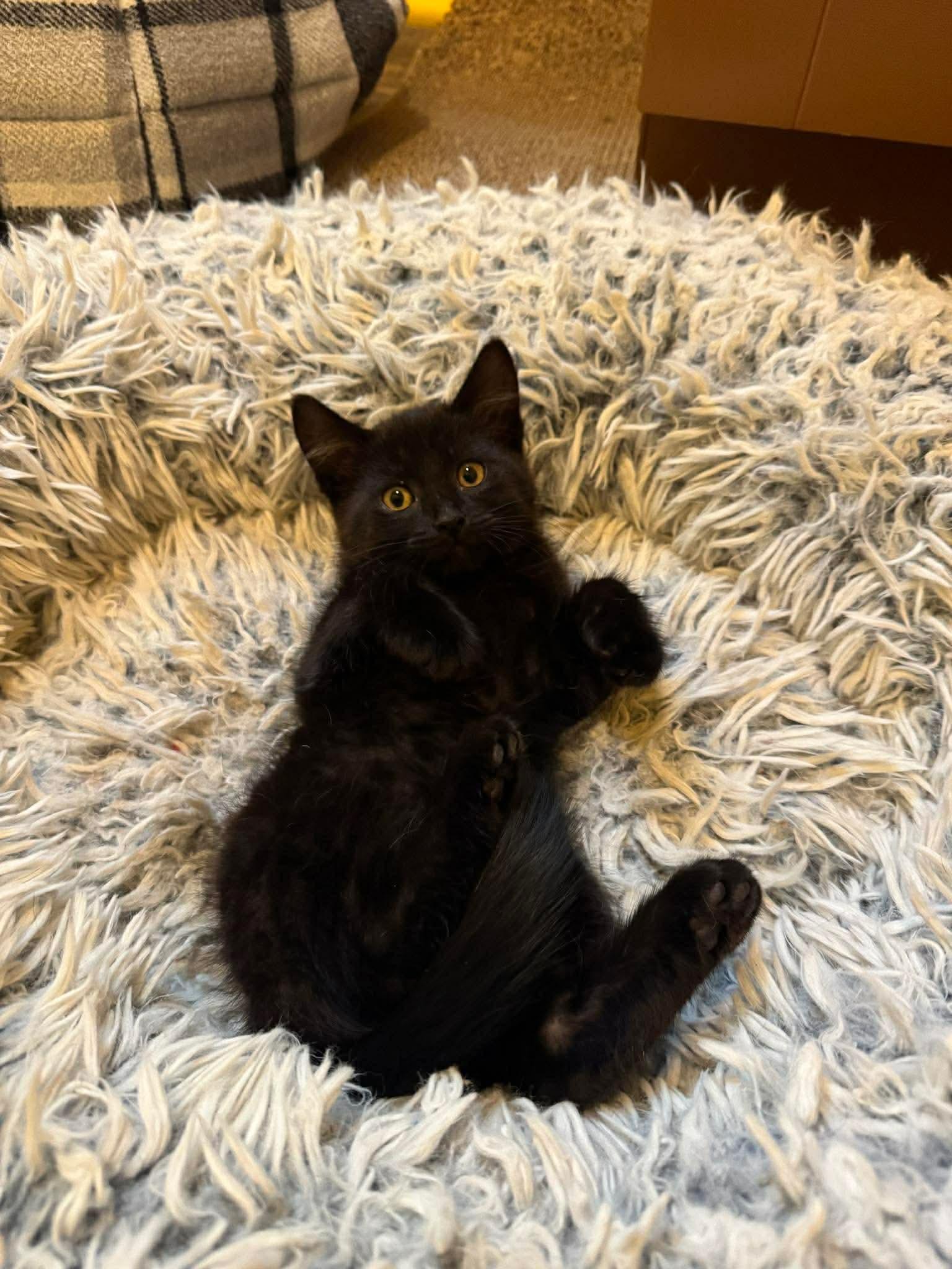Enlarge Sam, a ADOPTABLE Domestic Short Hair in Rochester , NY image 3/6