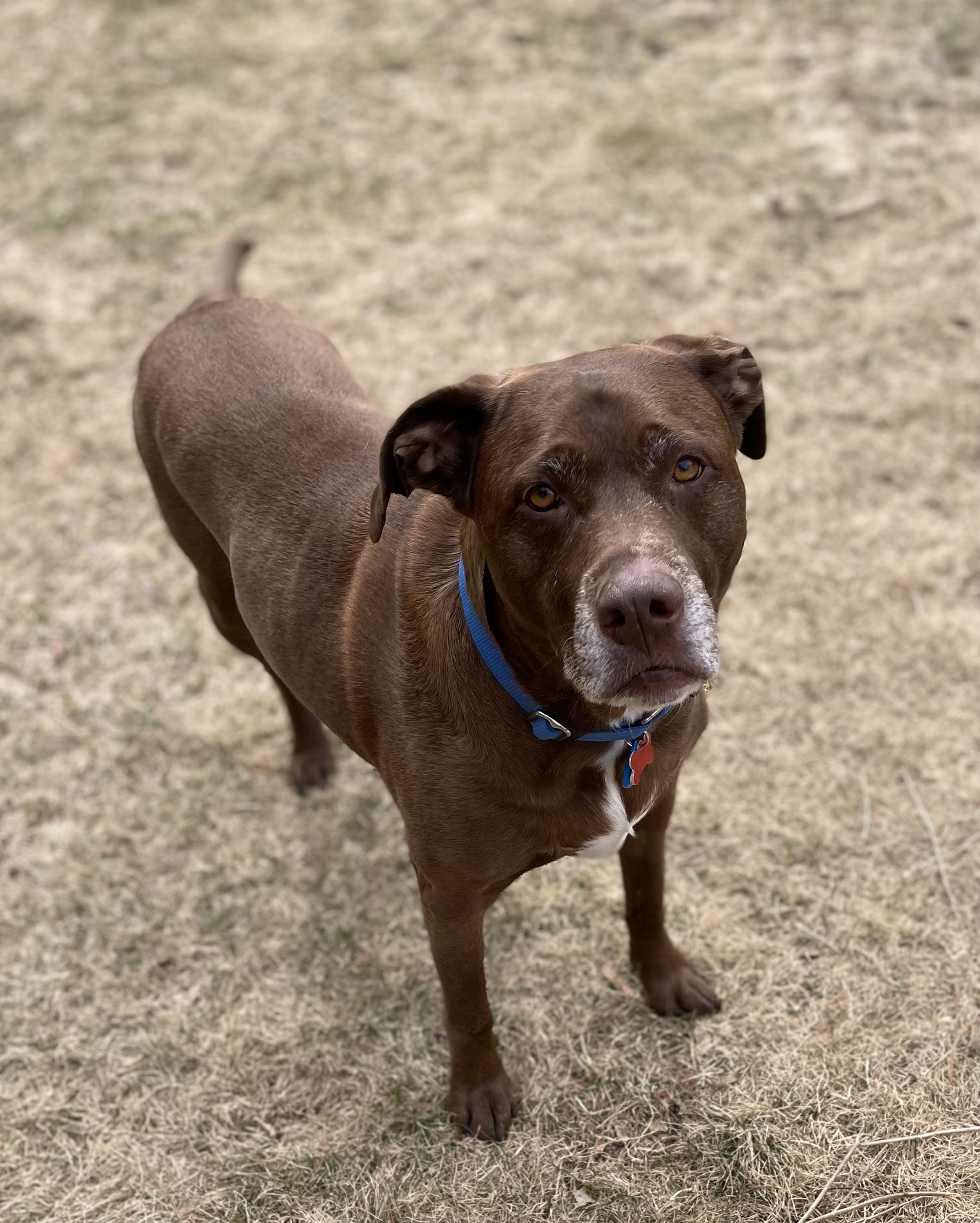 Enlarge Bella, a ADOPTABLE mixed breed in Acushnet, MA image 3/3