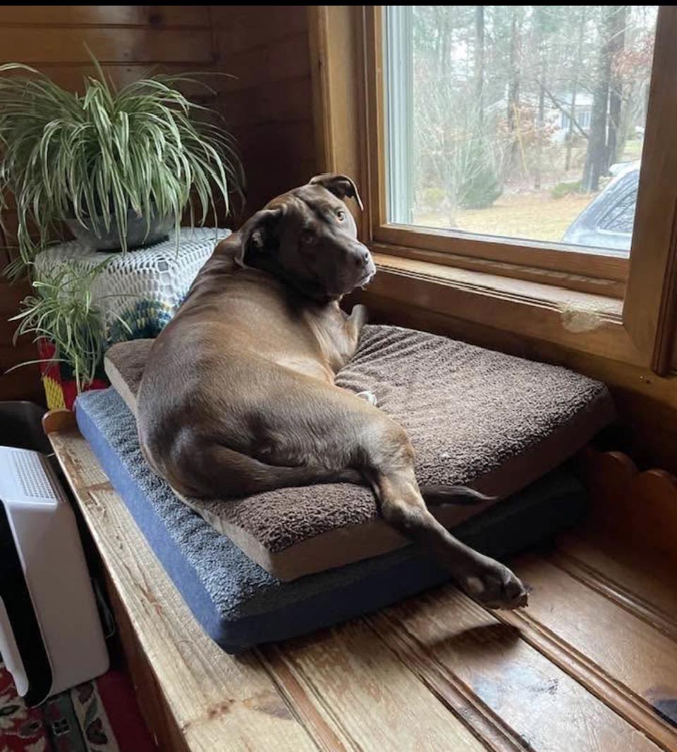 Enlarge Bella, a ADOPTABLE mixed breed in Acushnet, MA image 1/3