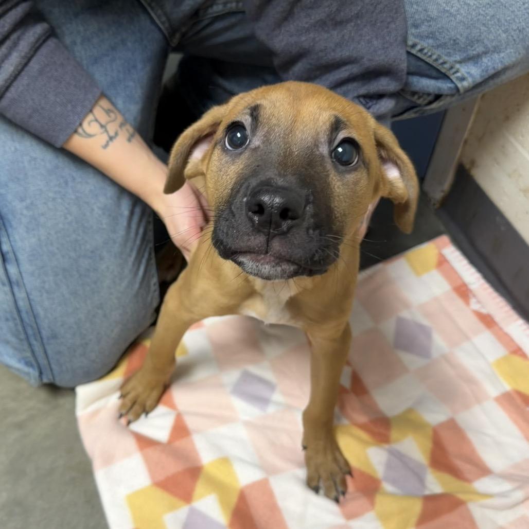 Kent, Adoptable, Puppy Male Mixed Breed.