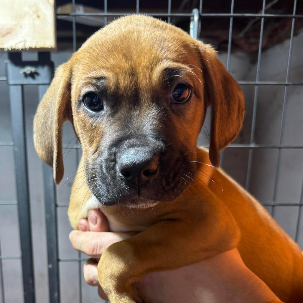 Kent, Adoptable, Puppy Male Mixed Breed.