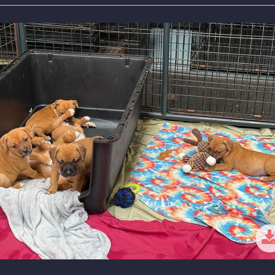 Enlarge Kent, a Adoptable Mixed Breed in DeKalb, IL image 2/2