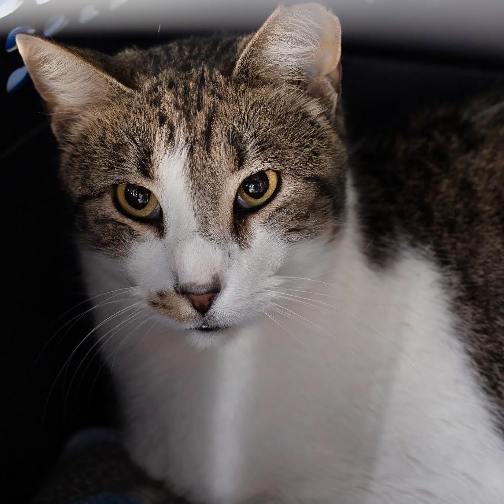 Gerald, a Adoptable Domestic Short Hair in Belleville, IL image 1/2