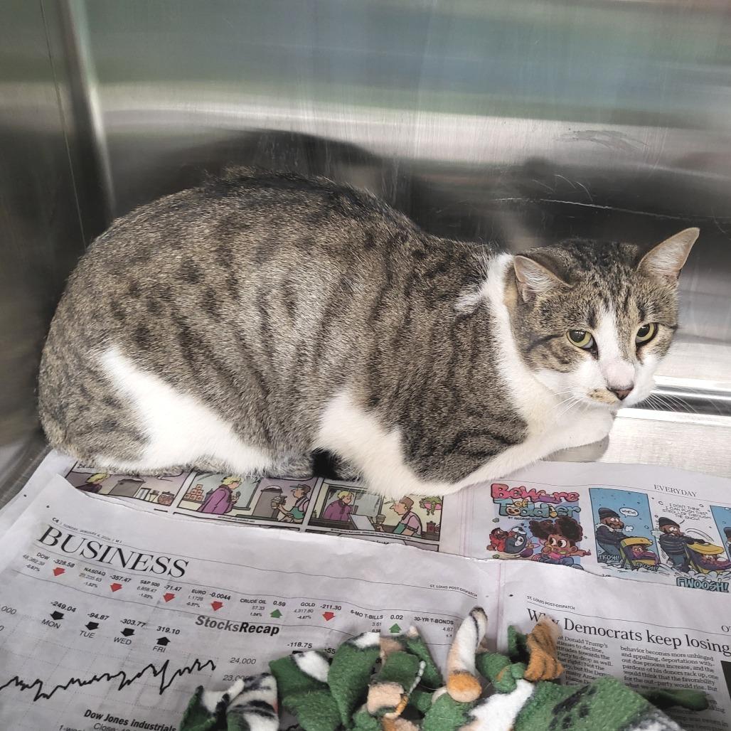 Gerald, Adoptable, Adult Male Domestic Short Hair.