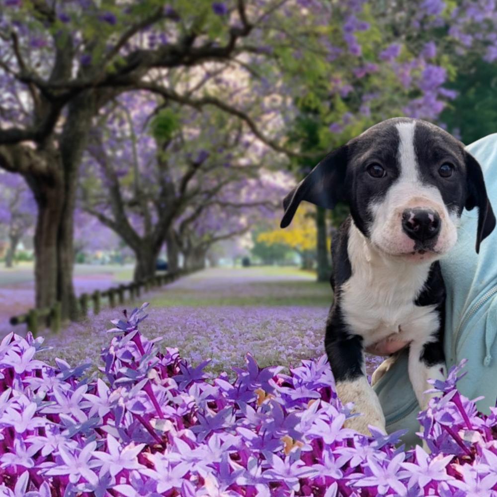 Batman, Adoptable, Puppy Male Boxer.