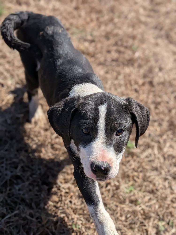 Enlarge Batman, a Adoptable mixed breed in Statesville, NC image 2/4