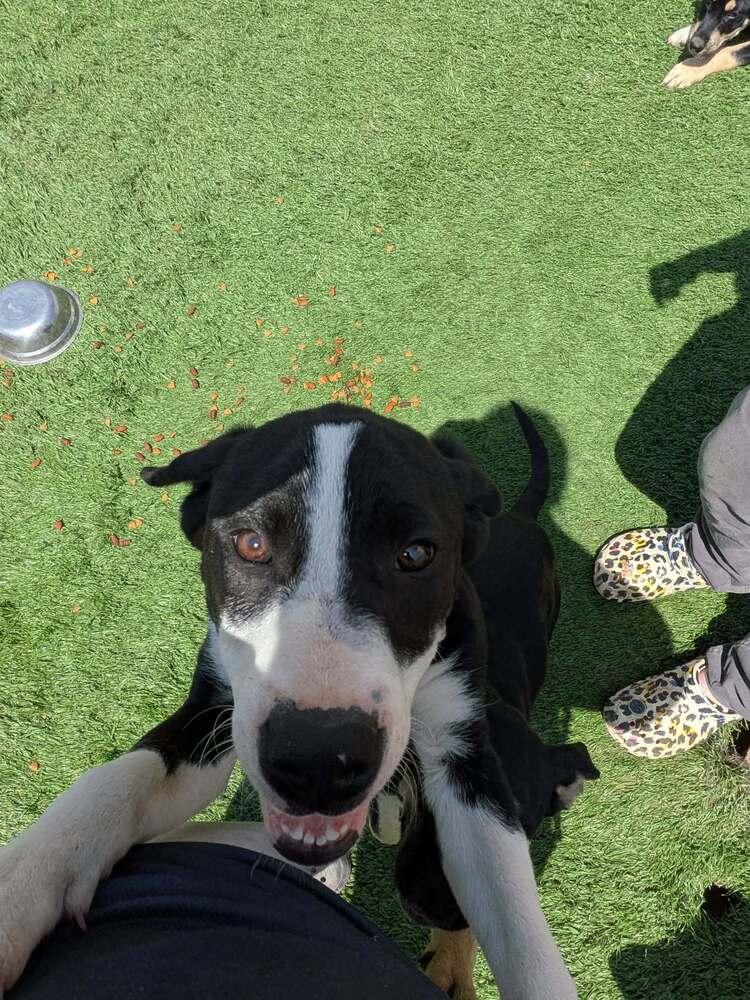 Enlarge Batman, a Adopted mixed breed in Statesville, NC image 3/6