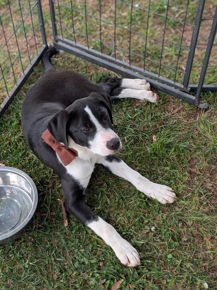 Enlarge Batman, a Adoptable mixed breed in Statesville, NC image 3/4