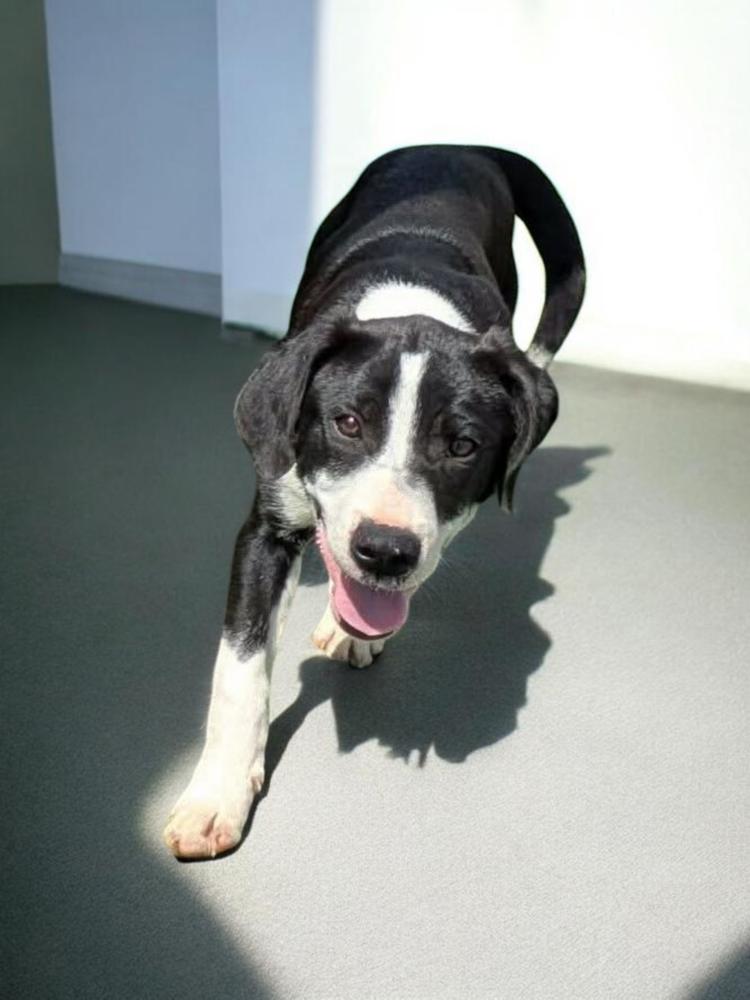 Enlarge Batman, a Adopted mixed breed in Statesville, NC image 5/6