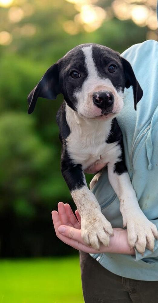 Enlarge Batman, a Adoptable mixed breed in Statesville, NC image 2/3