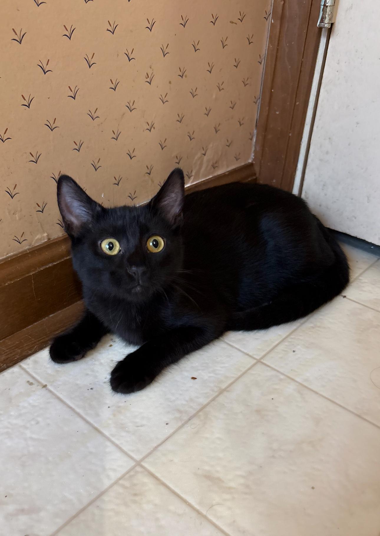 Jazz, ADOPTABLE, Young Female Domestic Short Hair.