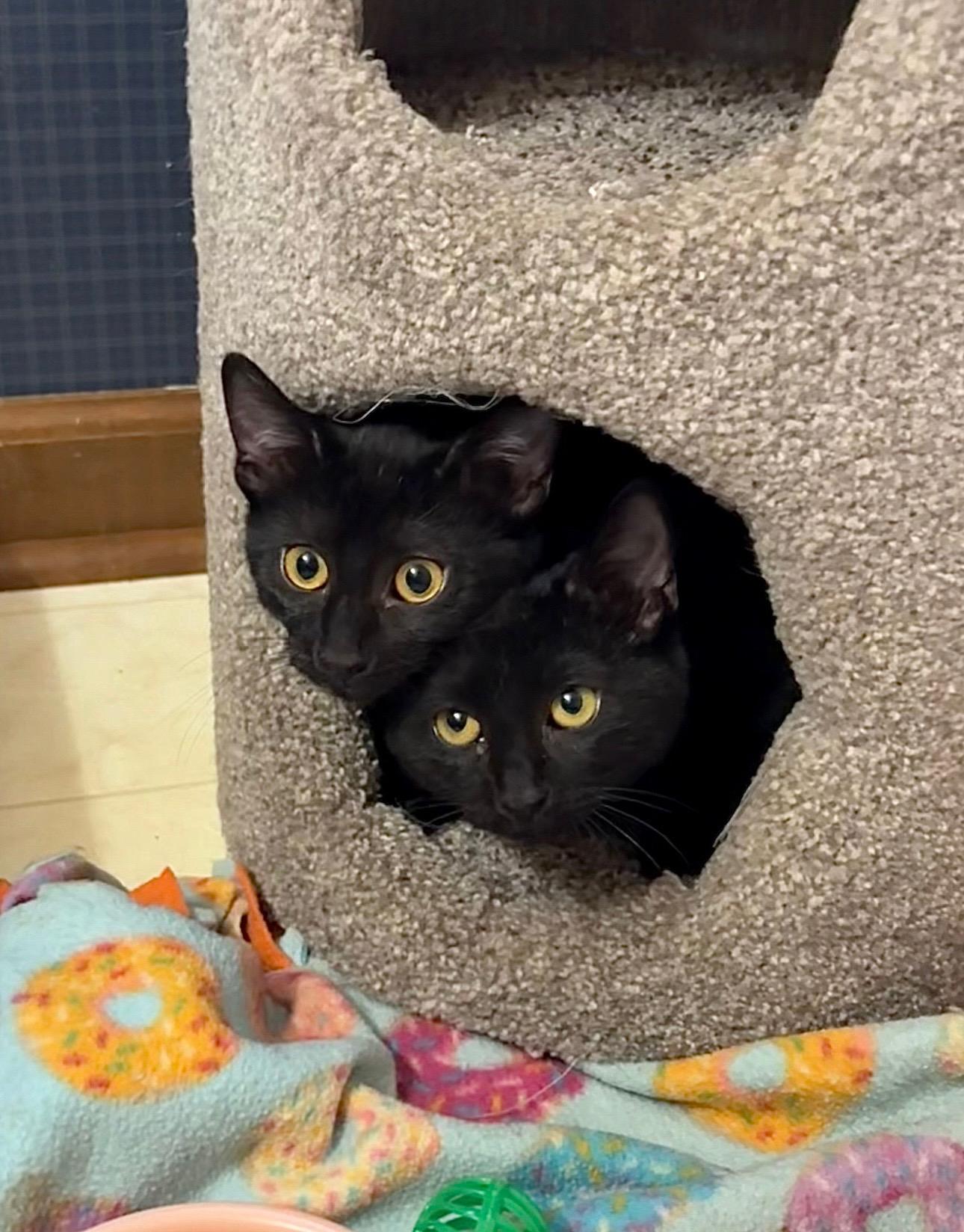 Enlarge Jazz, a ADOPTABLE Domestic Short Hair in Oberlin, OH image 2/6