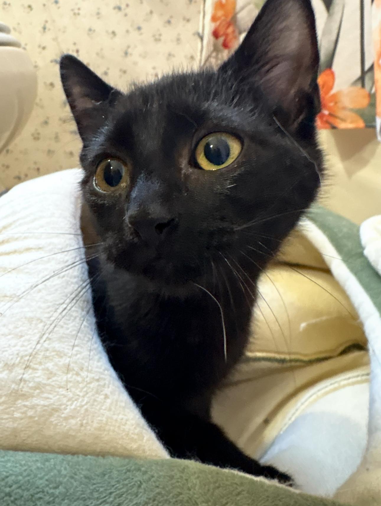Enlarge Jazz, a ADOPTABLE Domestic Short Hair in Oberlin, OH image 3/6