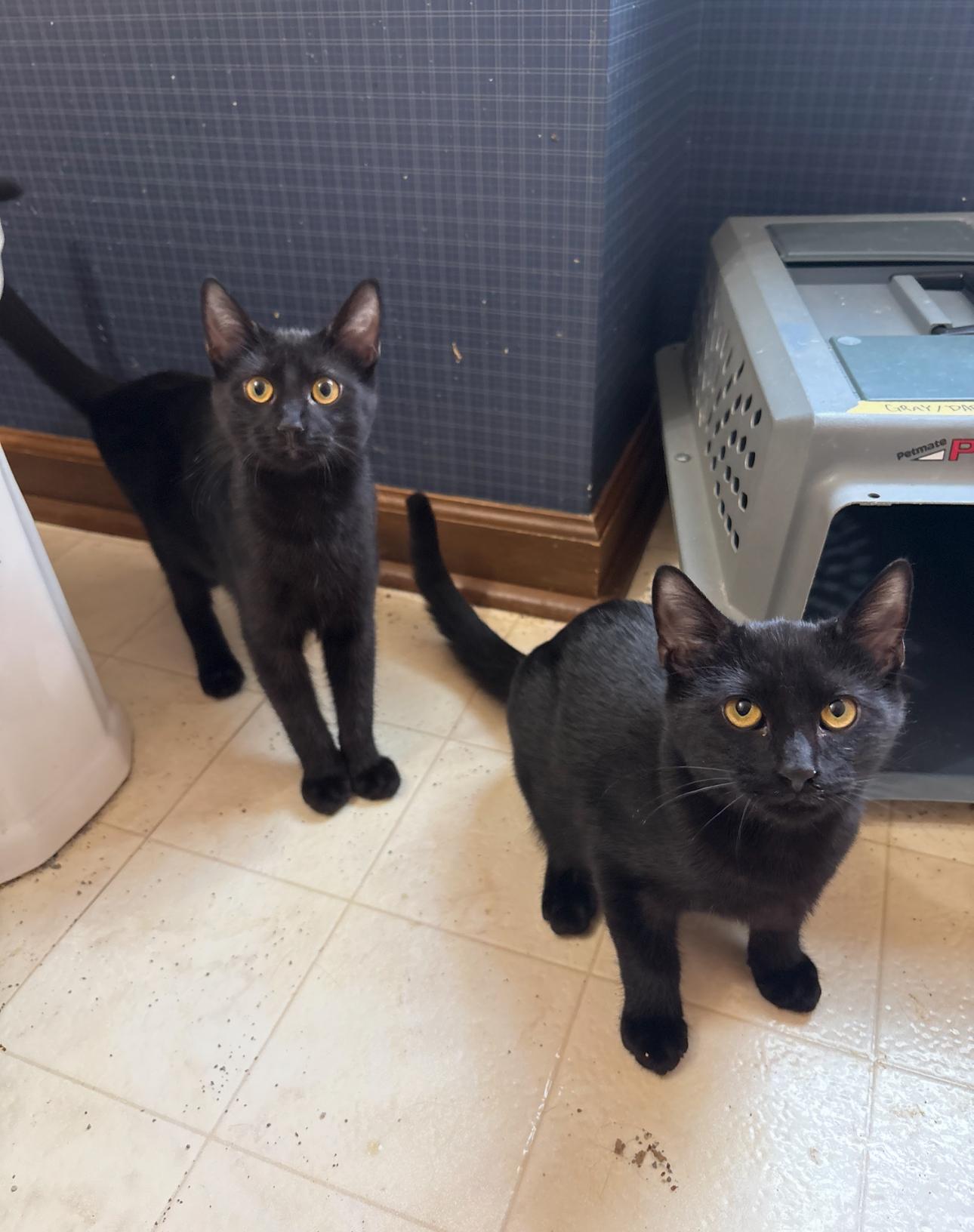 Enlarge Jazz, a ADOPTABLE Domestic Short Hair in Oberlin, OH image 6/6