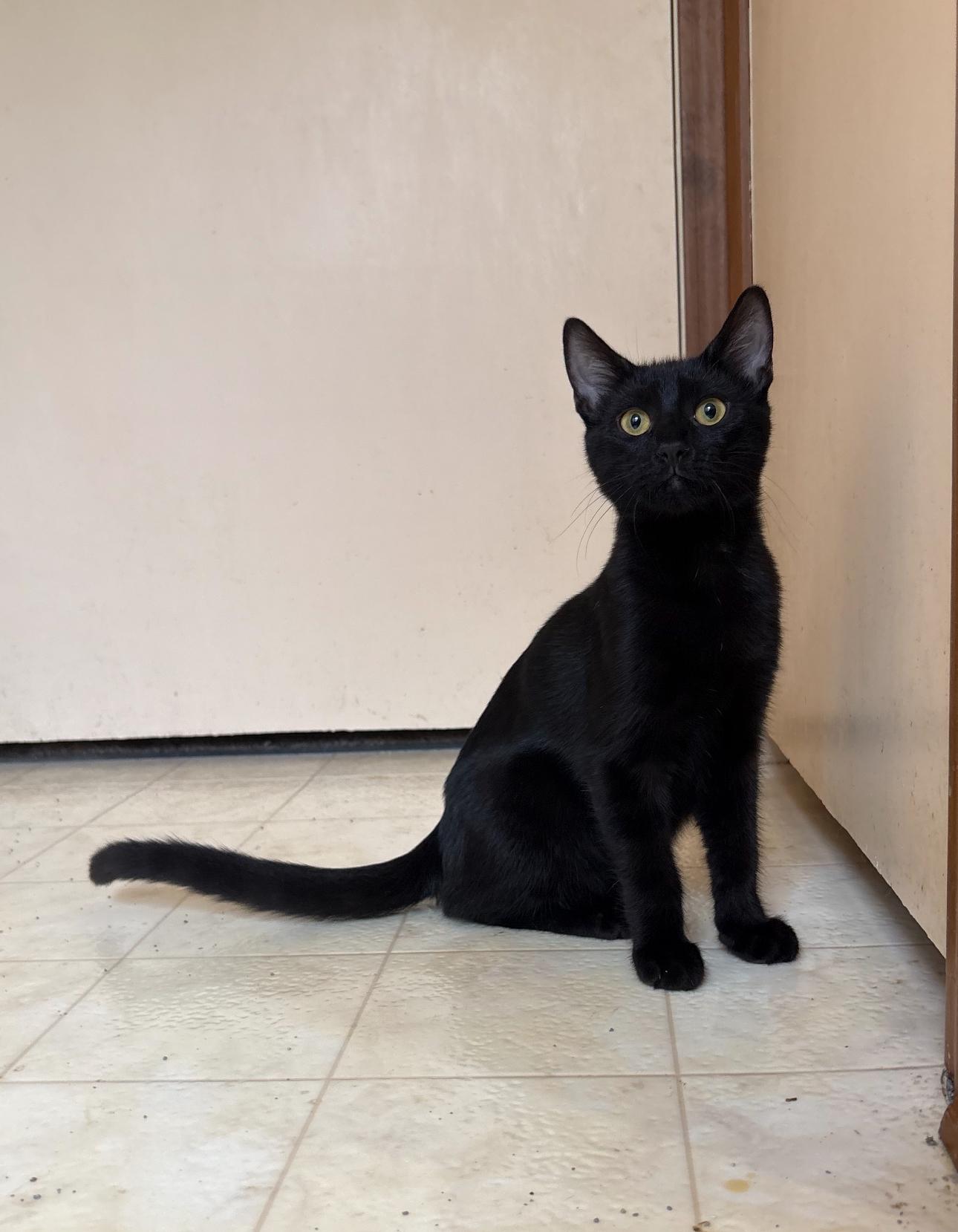 Enlarge Jazz, a ADOPTABLE Domestic Short Hair in Oberlin, OH image 5/6