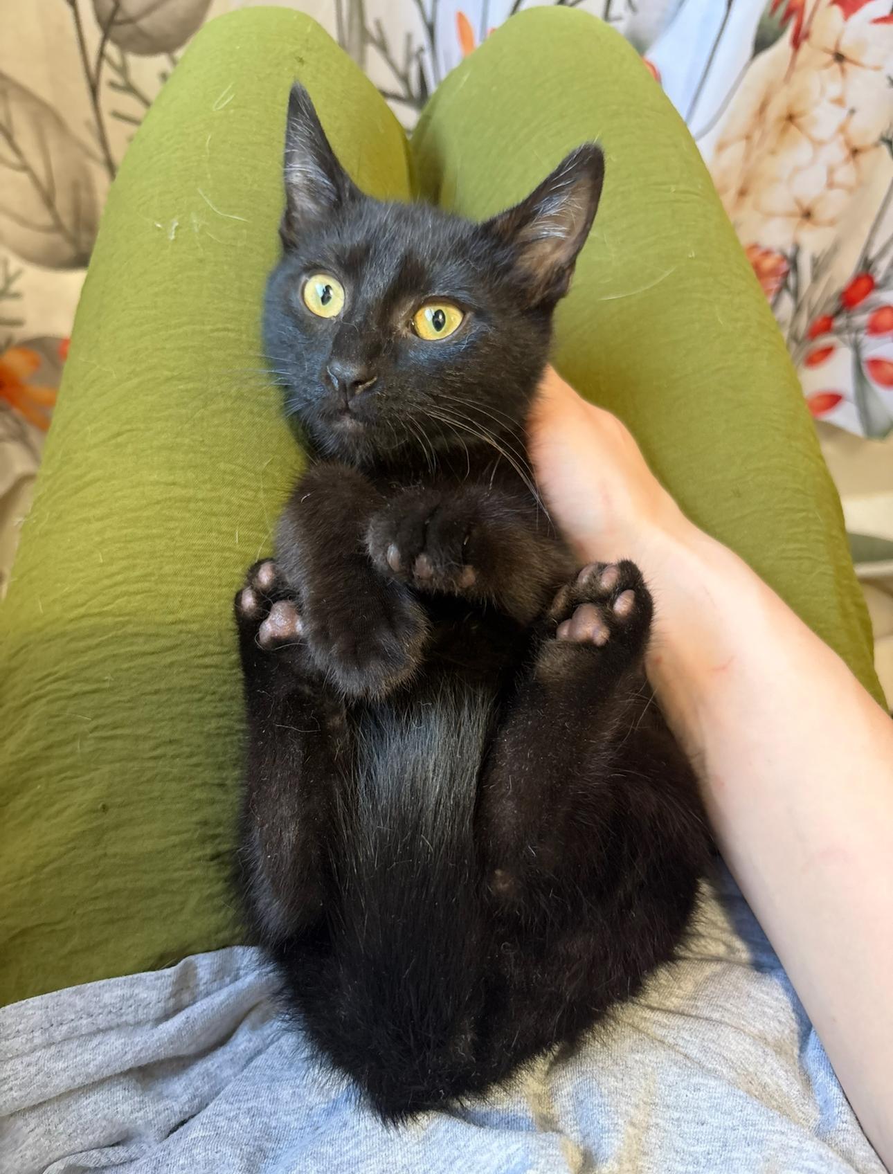 Enlarge Jazz, a ADOPTABLE Domestic Short Hair in Oberlin, OH image 4/6