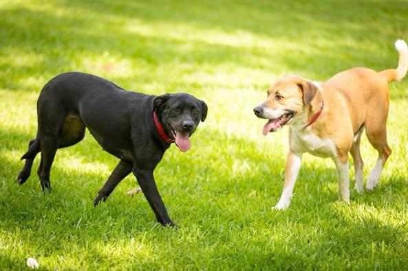 Ruby Q — thumbnail 5