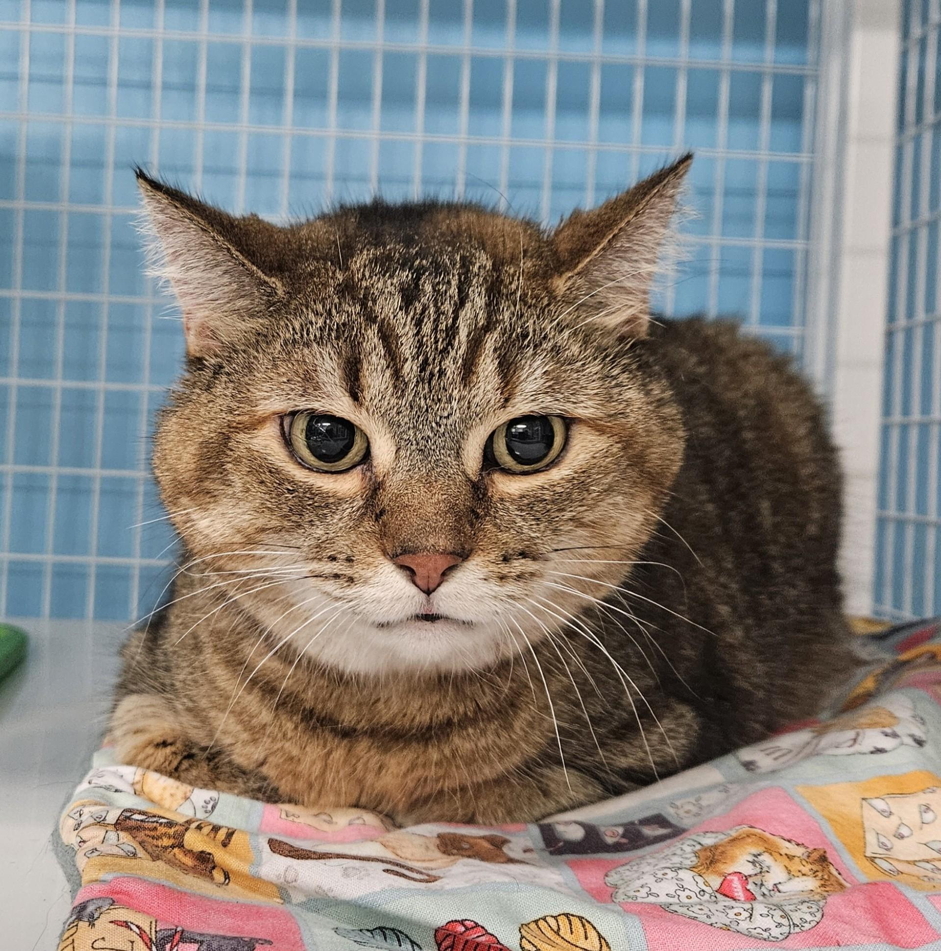 Punky Rose, Adoptable, Adult Female Domestic Medium Hair.