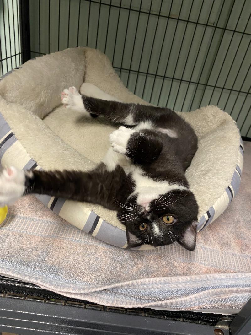 Eek, a Adoptable Domestic Short Hair in Cortland, NY image 1/5