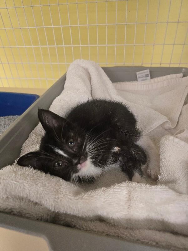 Eek, a Adoptable Domestic Short Hair in Cortland, NY image 2/5