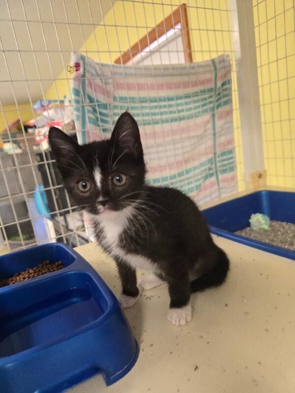 Eek, a Adoptable Domestic Short Hair in Cortland, NY image 3/5