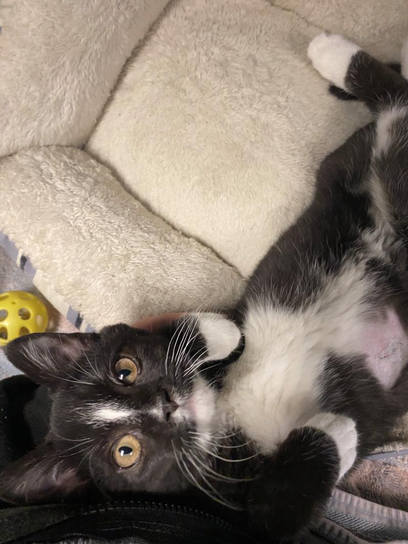 Eek, a Adoptable Domestic Short Hair in Cortland, NY image 4/5