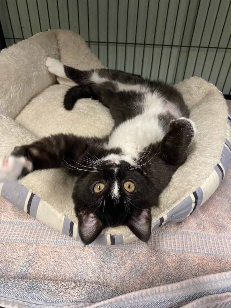 Eek, a Adoptable Domestic Short Hair in Cortland, NY image 5/5