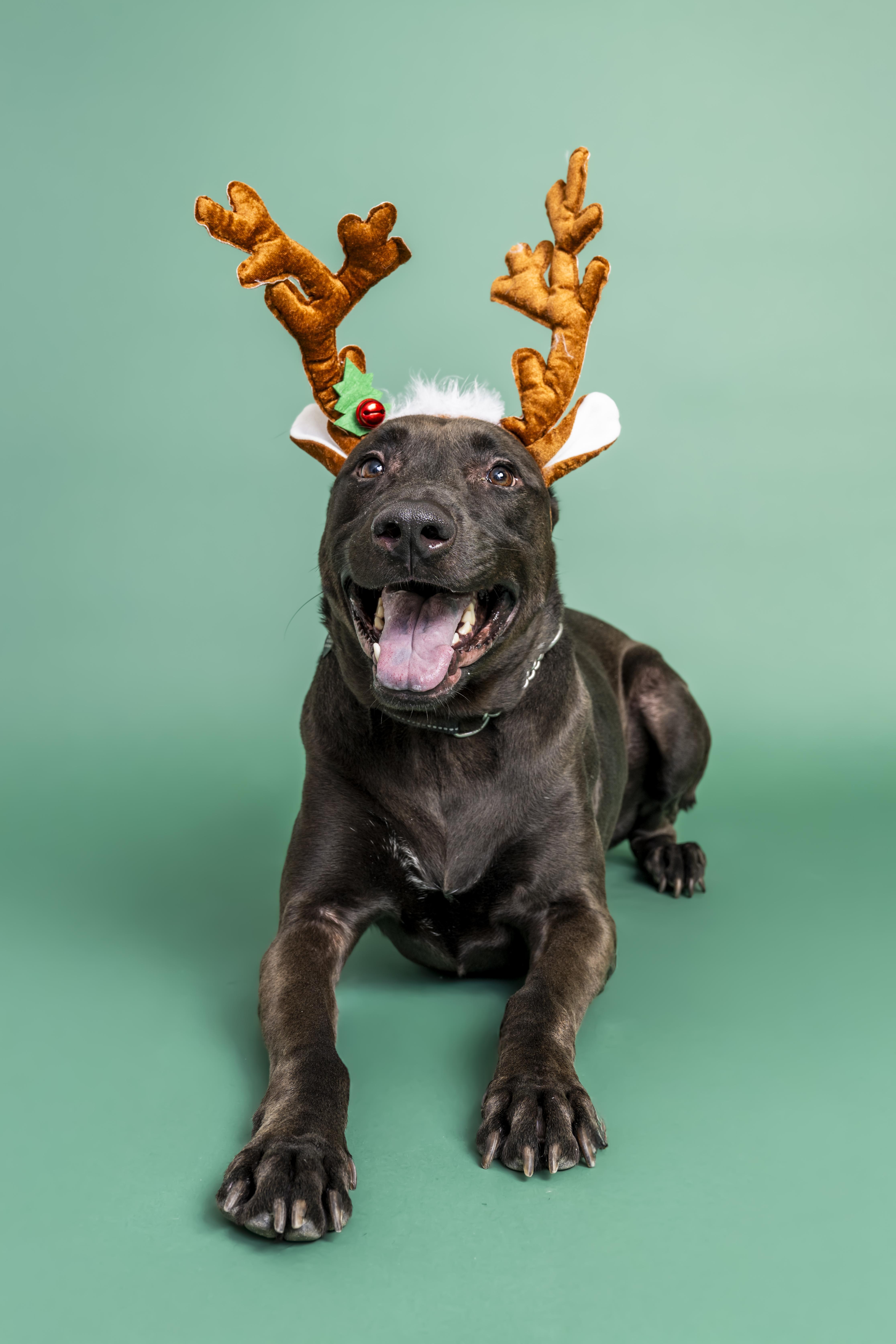 Enlarge Bisbee, a ADOPTABLE mixed breed in Scottsdale, AZ image 1/6