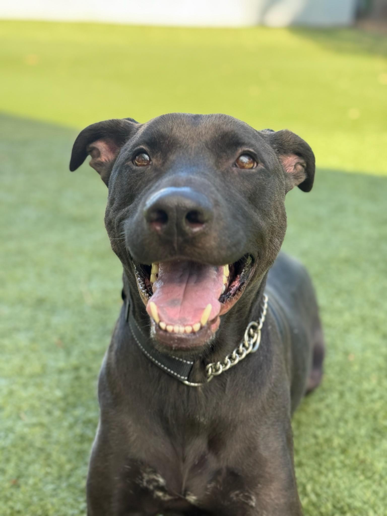 Enlarge Bisbee, a ADOPTABLE mixed breed in Scottsdale, AZ image 2/6