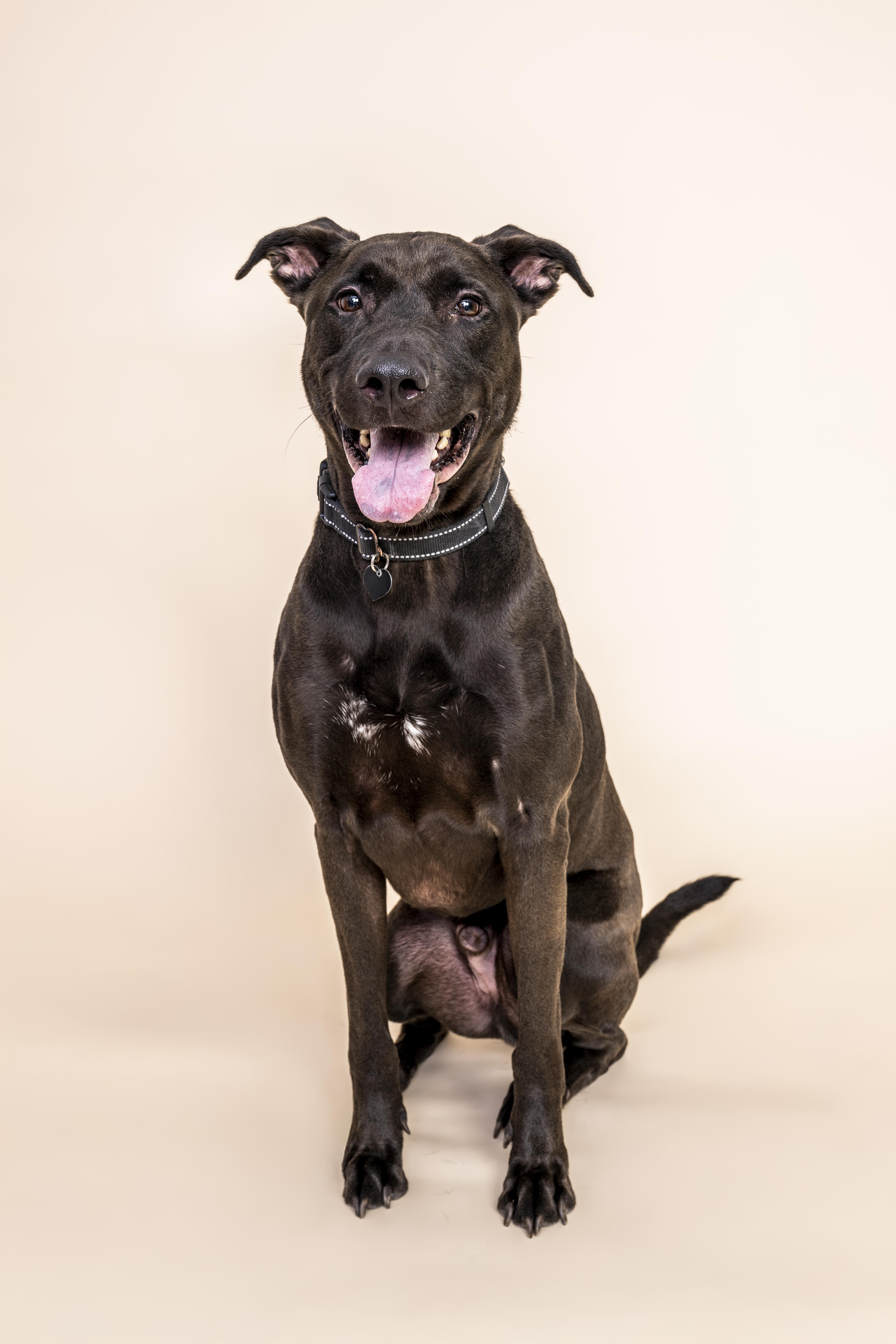 Enlarge Bisbee, a ADOPTABLE mixed breed in Scottsdale, AZ image 3/6