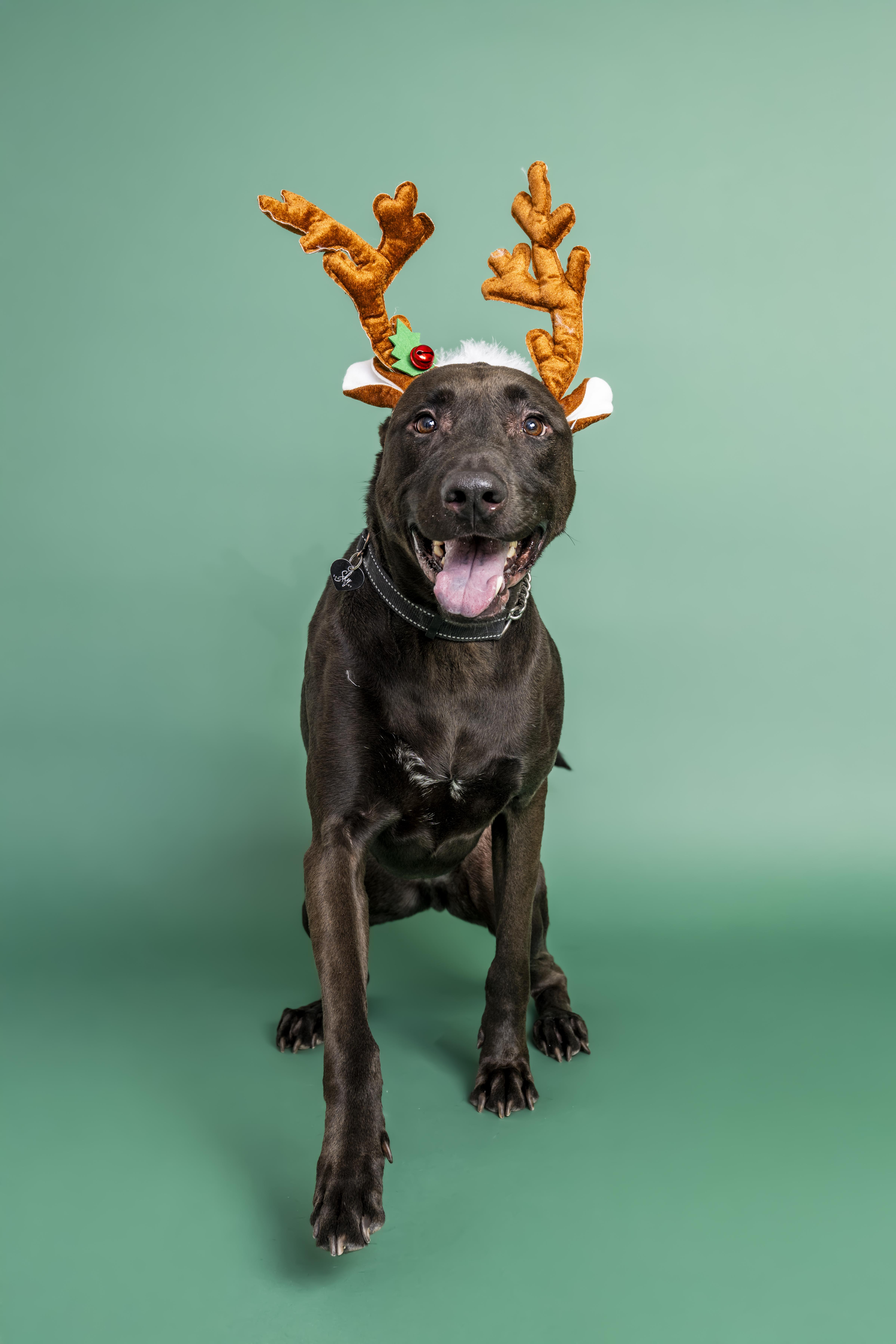 Enlarge Bisbee, a ADOPTABLE mixed breed in Scottsdale, AZ image 4/6