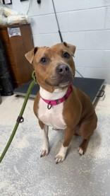 Holla, ADOPTABLE, Young Female Mixed Breed.