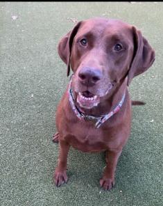 Valentina, Adoptable, Senior Female Labrador Retriever.